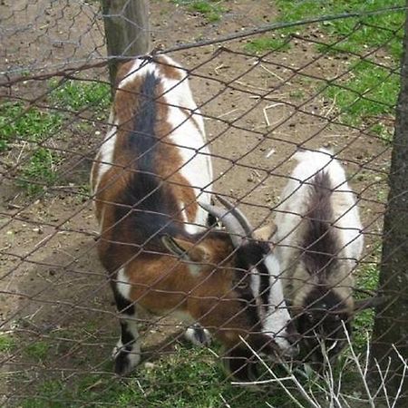 La Fattoria La Cacciata Orvieto Zewnętrze zdjęcie