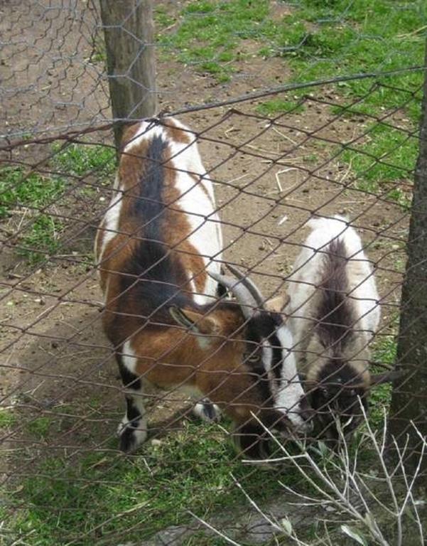 La Fattoria La Cacciata Orvieto Zewnętrze zdjęcie